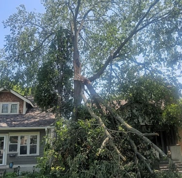Removal of storm damaged elm near Minnehaha Falls.