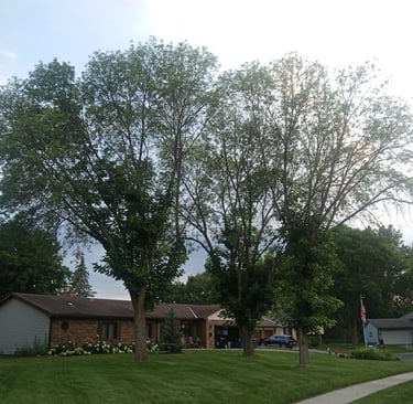 Three diseased ash trees removed in Bloomington