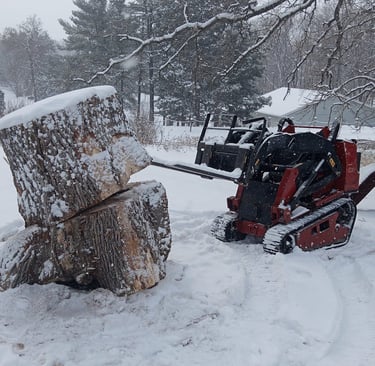 Wrestling with a giant oak. Victim of oak wilt.