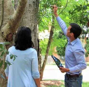 Comprehensive arbor consultation.
