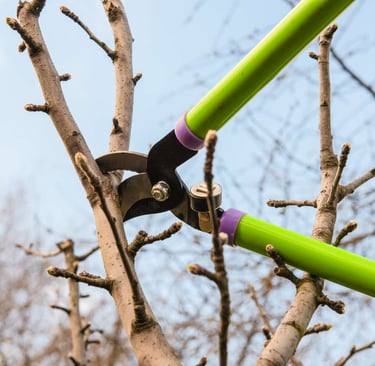 Lopper pruning fruit tree during dormancy