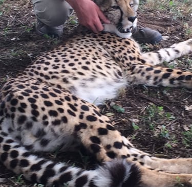 Cheetah Safari