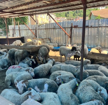 Sheeps in a pen for Qurbani