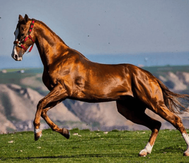 Turkoman Horse