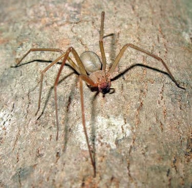 aranha marrom