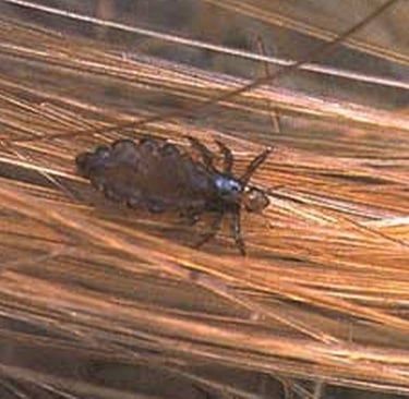 Piolhos