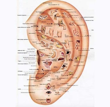Cartographie réfexologie auriculaire Florence Lemaire