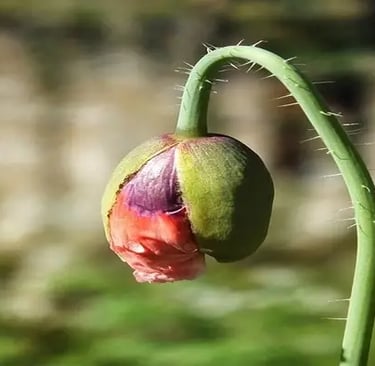 Rose rouge à peine épanouie tige verte inclinée vers le bas symbolisant un état mental dépressif