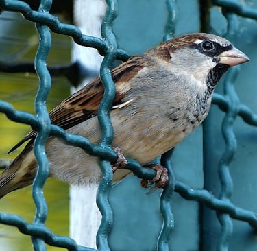 Symbole d'1 oiseau (moineau) se libérant de sa cage en passant à travers un grillage vert