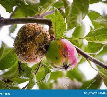 Deux pommes sur 1 branche dont une pourrie symbolisant la maladie, les problèmes à traiter