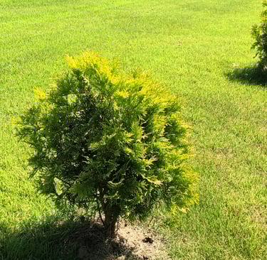 Golden Globe Arborvitae planted in a yard in the sunshine