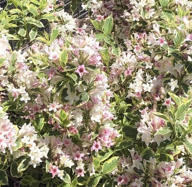 Variegated Weigela in bloom
