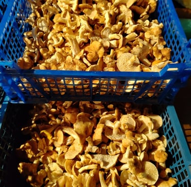 nettoyage des champignons