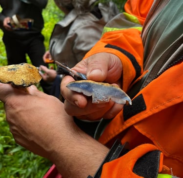 Bolet bleuissant réaction à la coupe démonstration