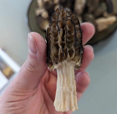 Explication des critères d'identification dune morille