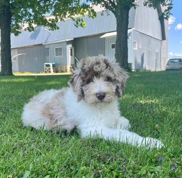 Aussie Doodle allongé dans le gazon, se détendant sous le soleil, avec un pelage tricolore.