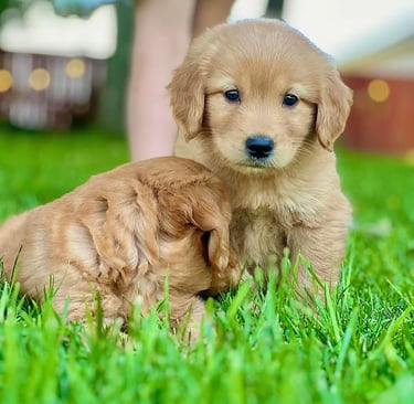 Chiot golden roux avec une fourrure brillante, parfait pour l'adoption