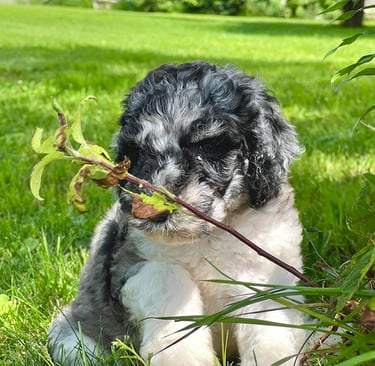 Aussie Doodle avec un pelage blanc, gris et noir, magnifique et élégant, assis paisiblement.