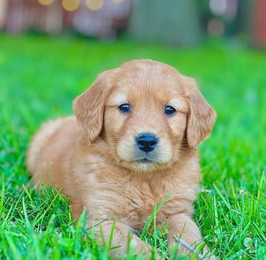 Golden retriever roux, énergique et curieux, jouant dans l'herbe.