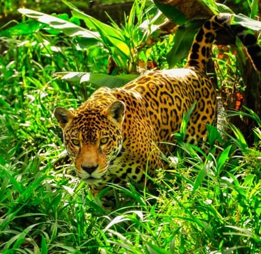 The Amazon Rainforest, Brazil