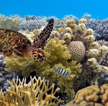 Great Barrier Reef, Queensland
