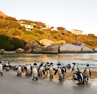 Boulders Beach, Cope Town