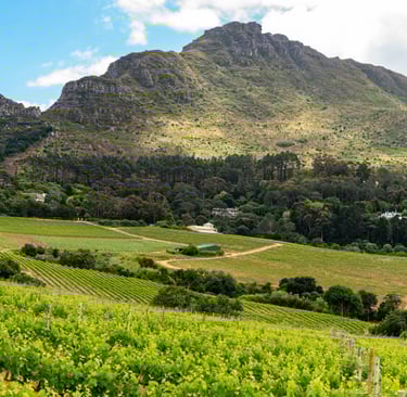 Constantia Wine Route