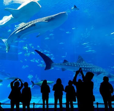 Kelly Tarlton’s Sea Life Aquarium, Aucland