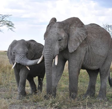 Serengeti National Park, Tanzania