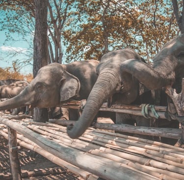 Elephant Sanctuaries, Thailand