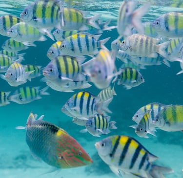 Similan Islands, Thailand
