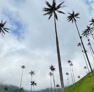 Salento & The Cocora Valley, Colombia