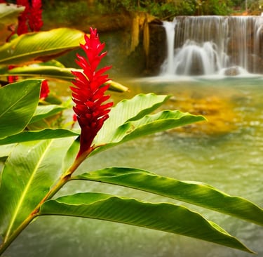 YS Falls (Saint Elizabeth)
