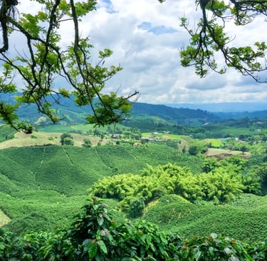 Blue Mountains & Coffee Plantations