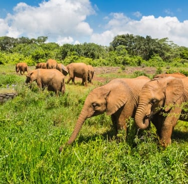 David Sheldrick Wildlife Trust, Nairobi