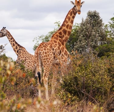 Giraffe Centre, Nairobi