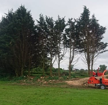 hawkins trees yeovil