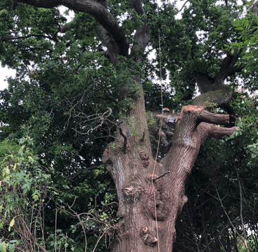 tree surgeon in a tree