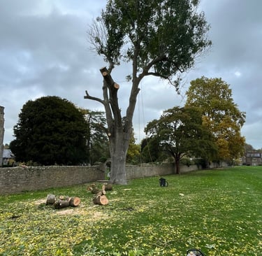 tree removal service in dorset