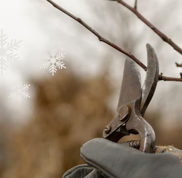 winter-landscaping-maintenance-williamsburg-va