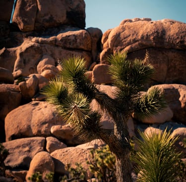 A green Joshua tree stands against massive desert rock formations in Joshua Tree National Park.