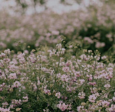 A field of blooming pink crown vetch wild flowers in a green meadow with a soft bokeh background.