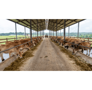 livestock census