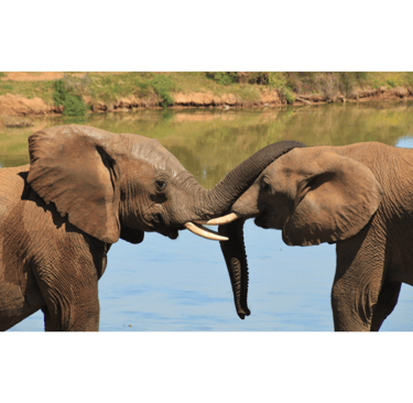 ELEPHANT CALL EACH OTHER WITH NAMES