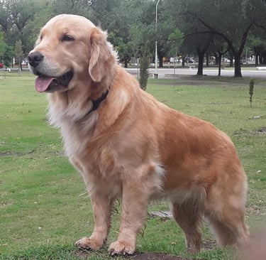 Golden Retriever Consultor Canino online