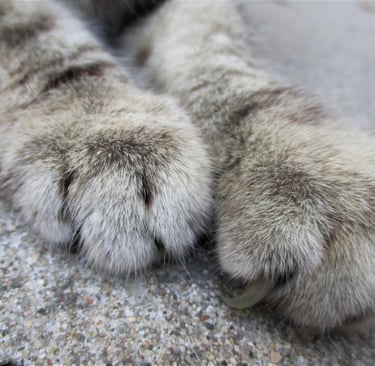 Close-up of cat paws in the sand.
