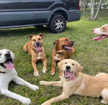 Playful pup exploring outdoor yard at Barkbnb Fair Oaks boarding