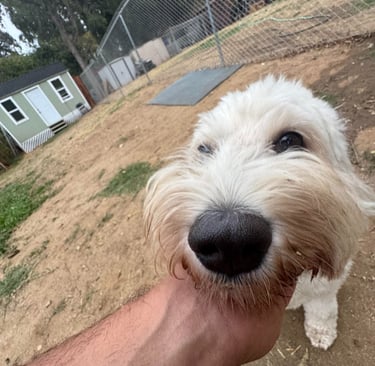 Dog enjoying supervised playtime at Barkbnb near Antelope
