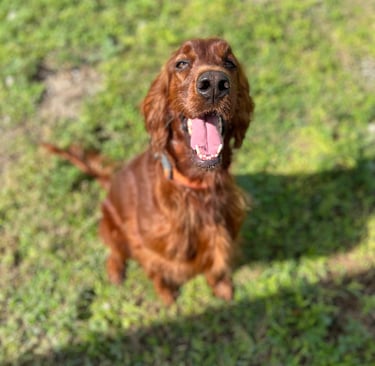 Dog focusing on recall command in local park Fair Oaks CA