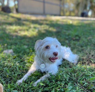 Dog resting after playtime at Barkbnb boarding in Sacramento, CA